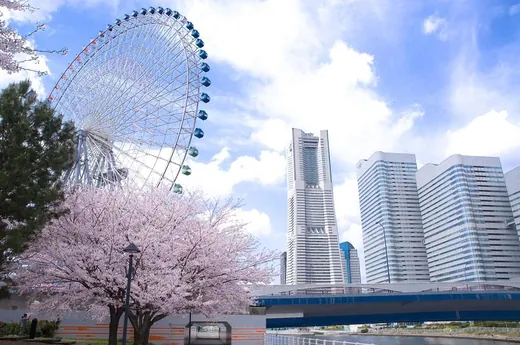 摩天楼と桜と観覧車が同居する、春の都市公園